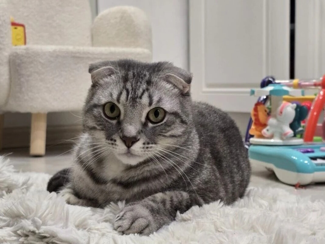 Шалун Боря на посту - Ольга Довженко