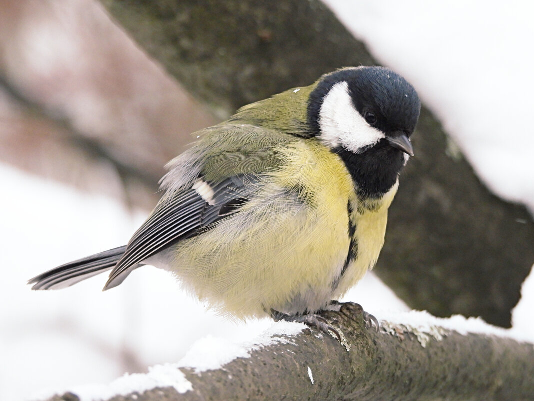 Большая синица - Лина 