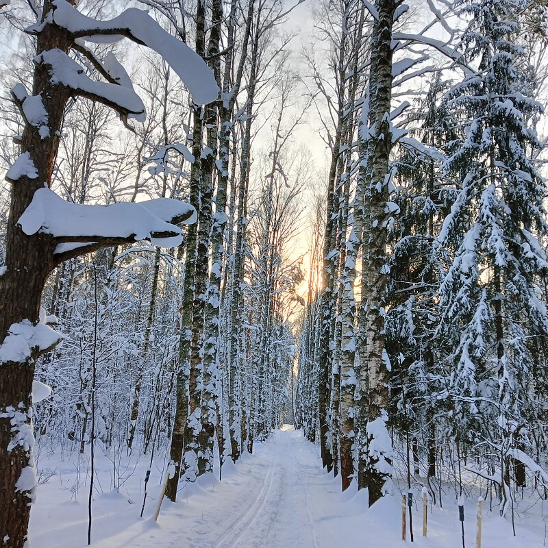 алея в парке - Владимир 