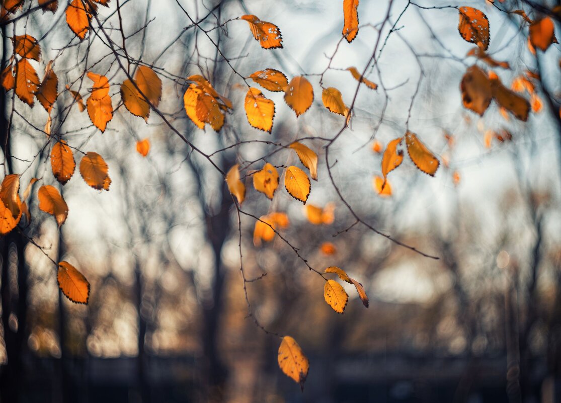 Золоченные брызги померкшей осени. - Анатолий Щербак