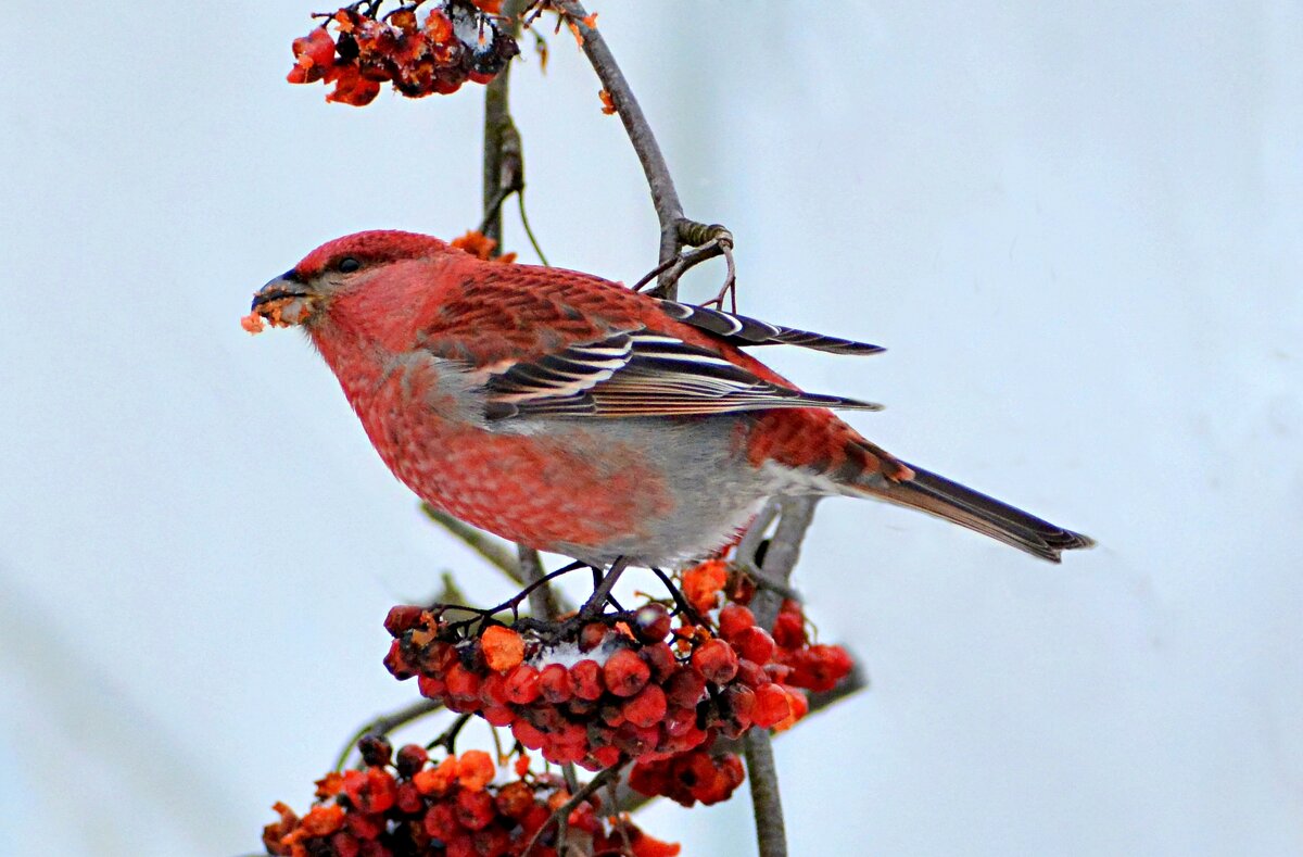 Щур (самец) - Владислав Иопек