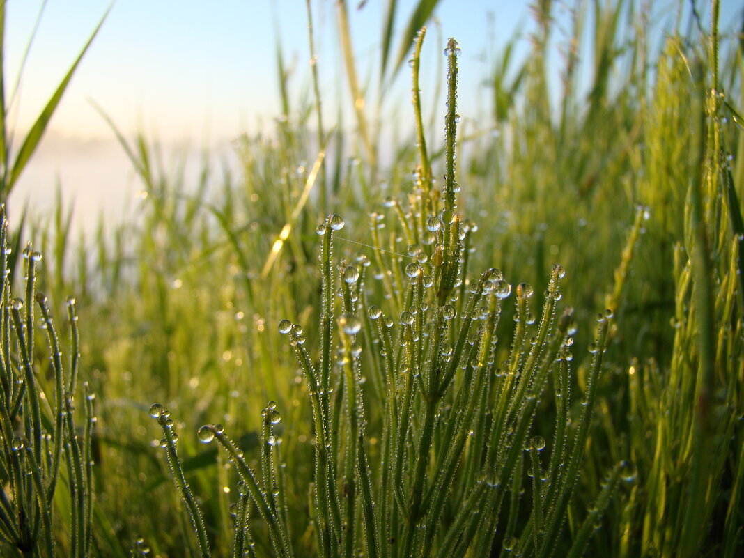 Роса - Prizrak 777