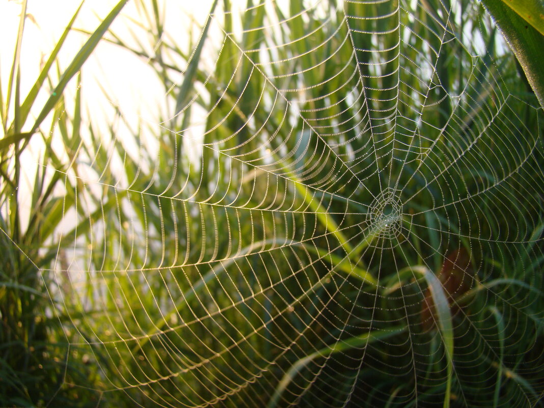 Паутина - Prizrak 777