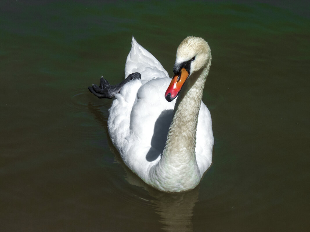 Лебеди  Гагаринского  парка - Валентин Семчишин