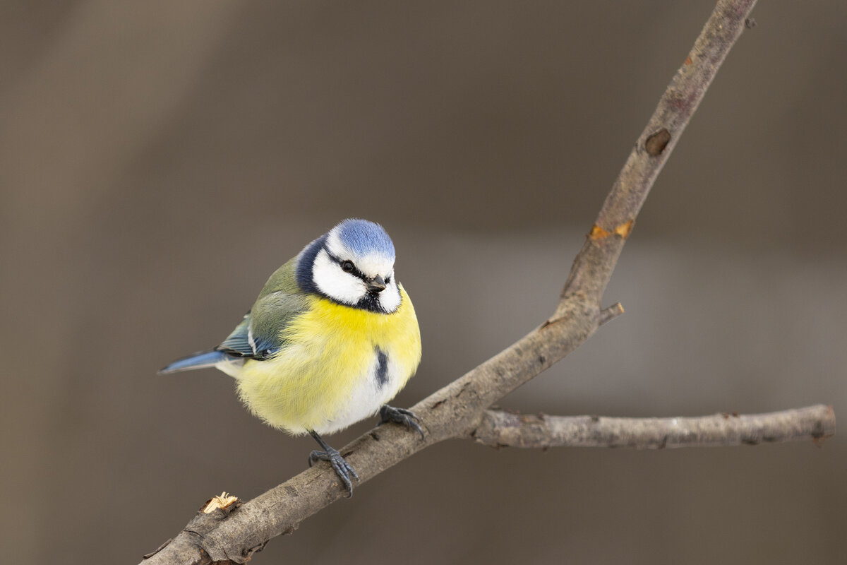 Лазоревка - Валерий Черняк