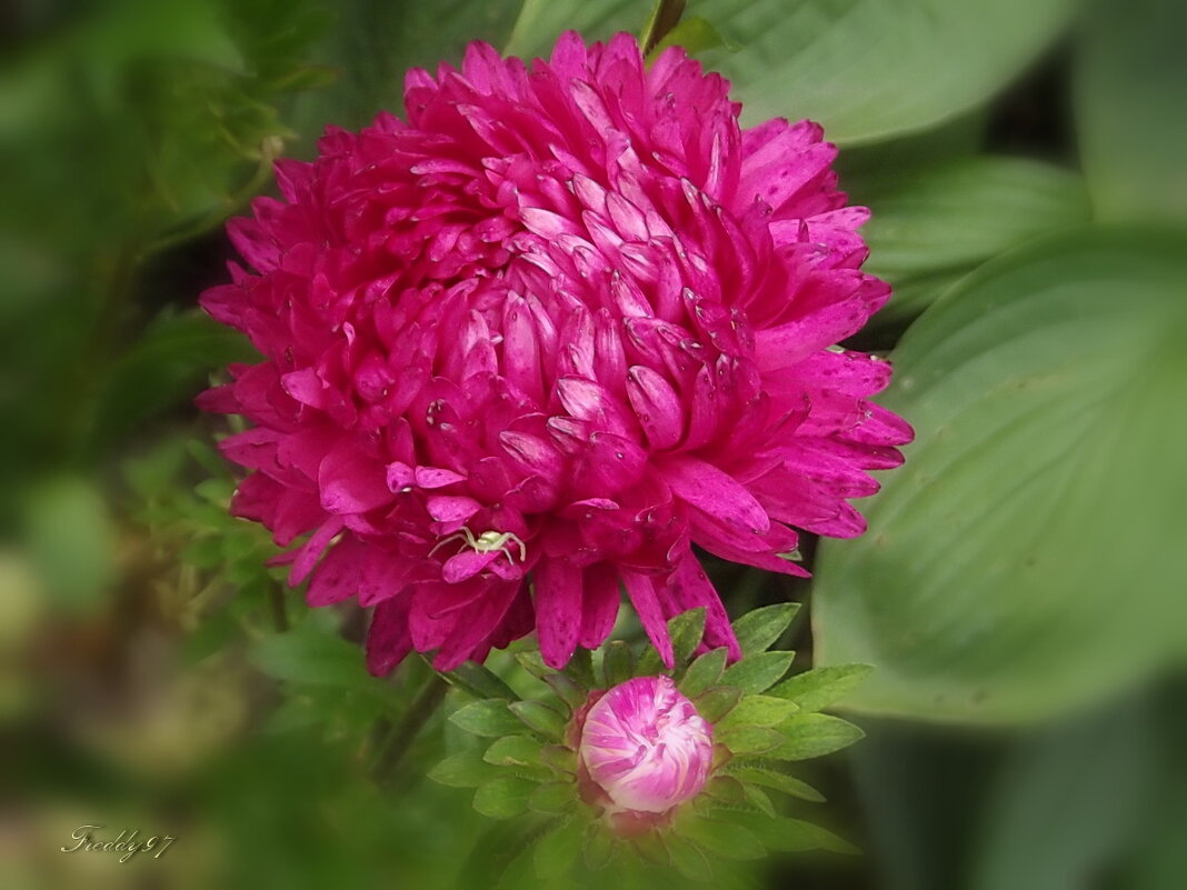 Астра - Freddy 97