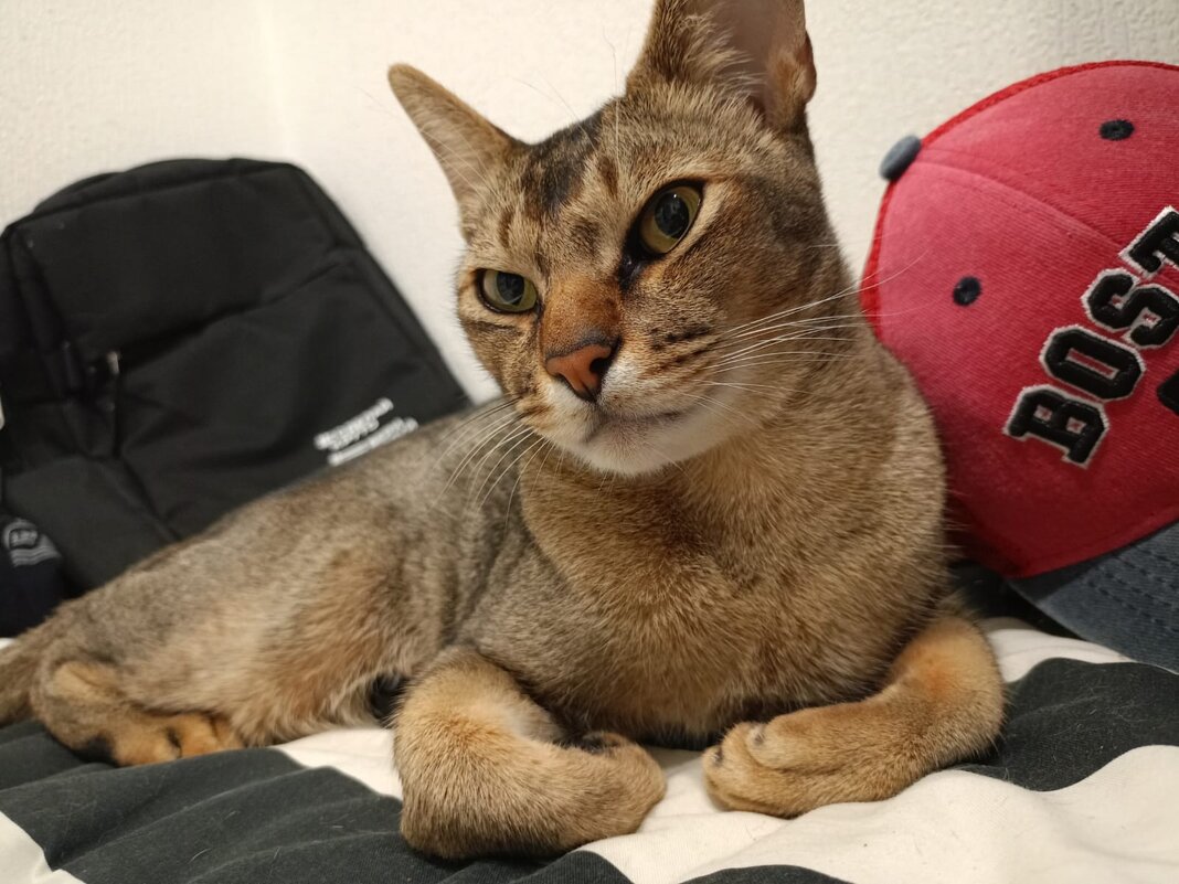 Абиссинец - ЕЛЕНА СУХОРУЧЕКОВА 