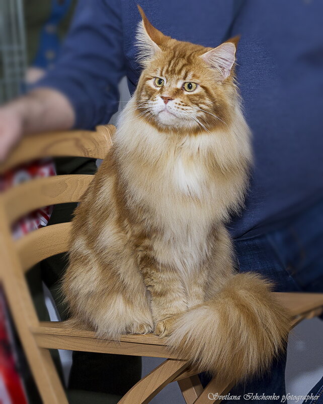 ... - Светлана Ищенко