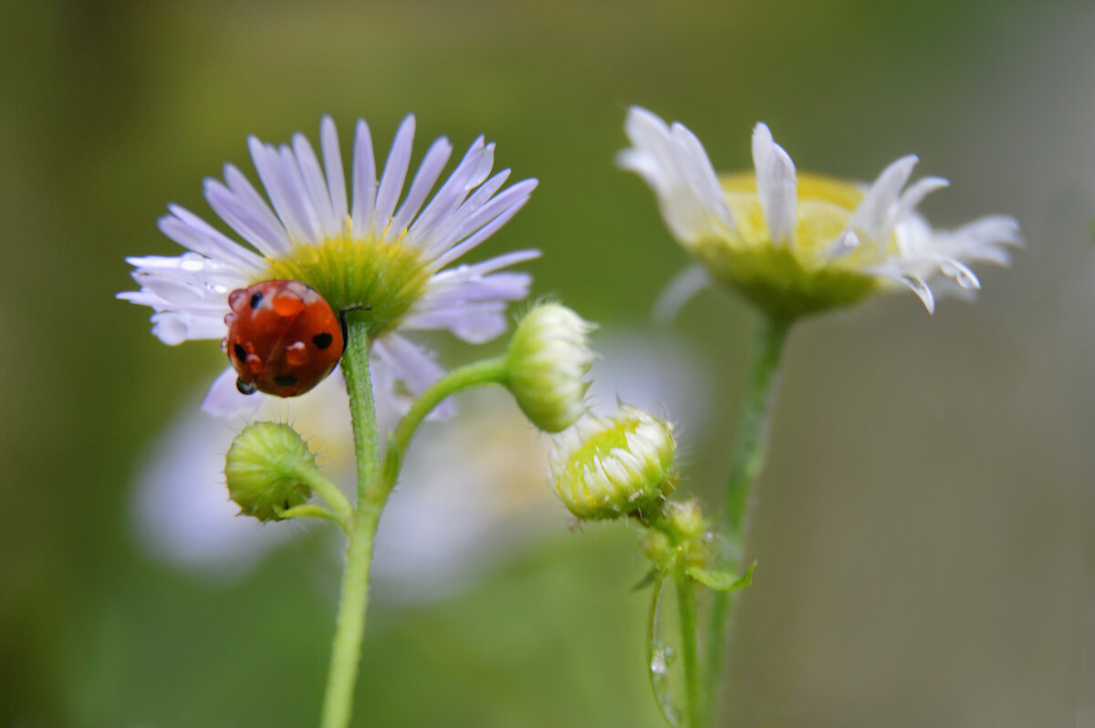 Капельки осеннего дождя... - Надежда Куркина 