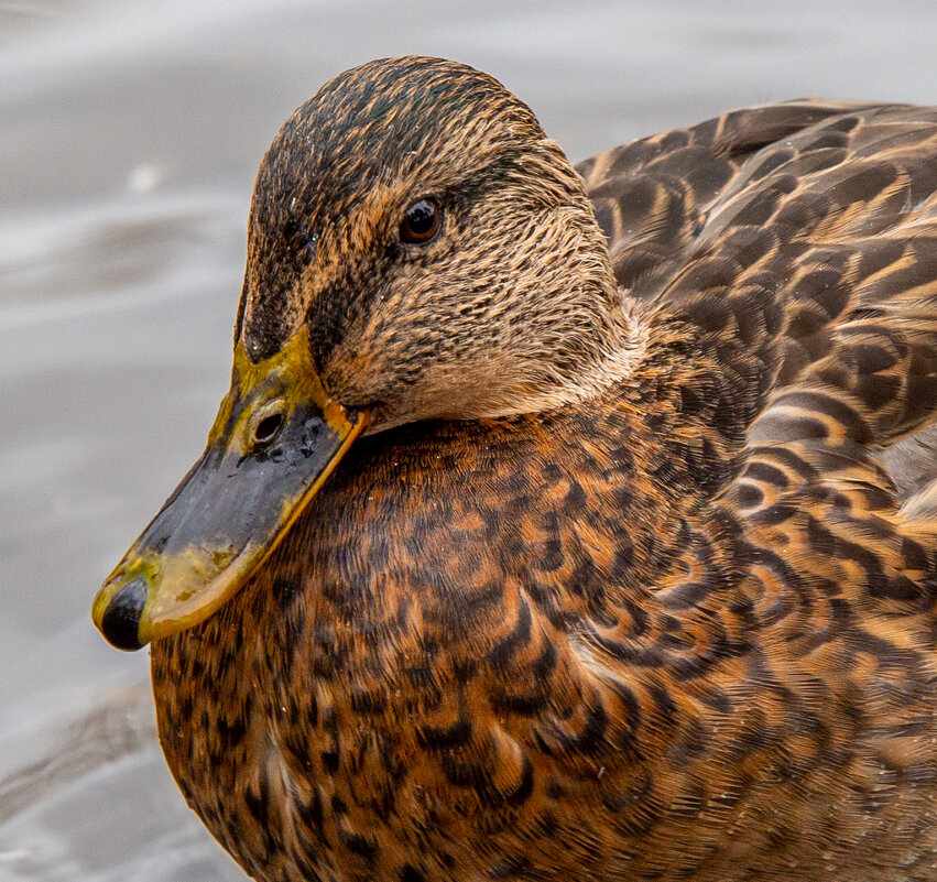 Портрет - Андрей 