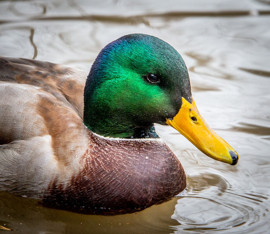 Портрет - Андрей 