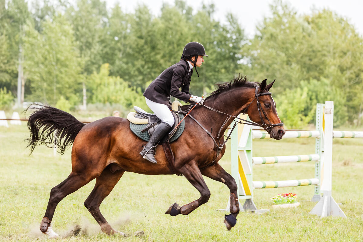 Конкур - SanSan 