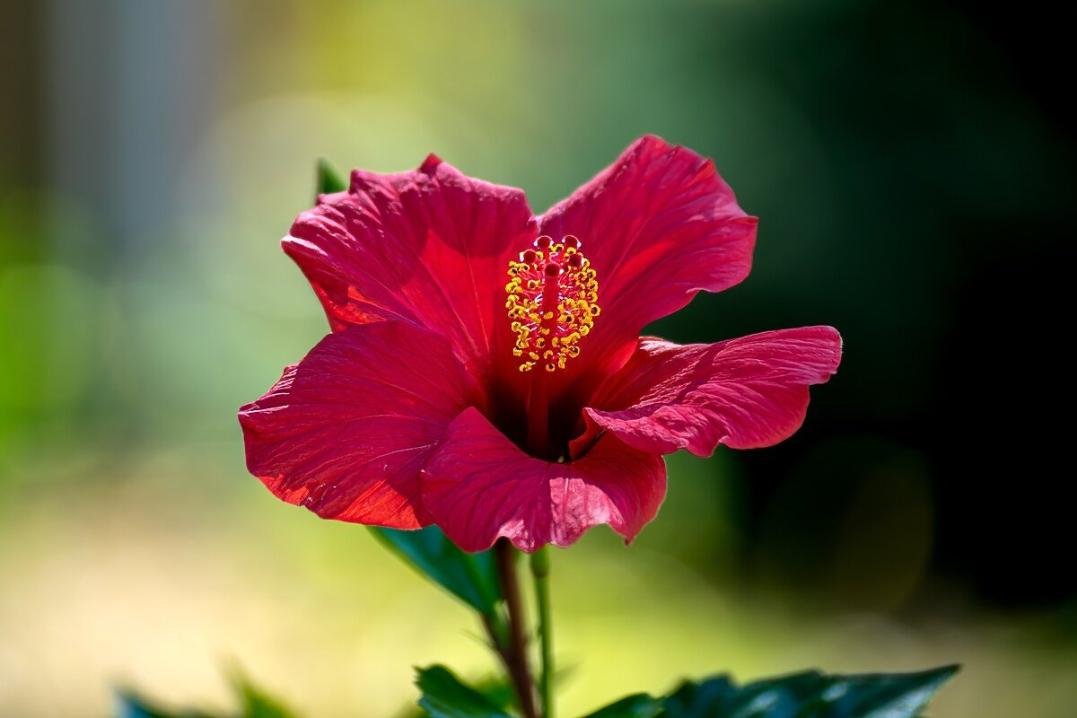 Гибискус - Игорь Сикорский