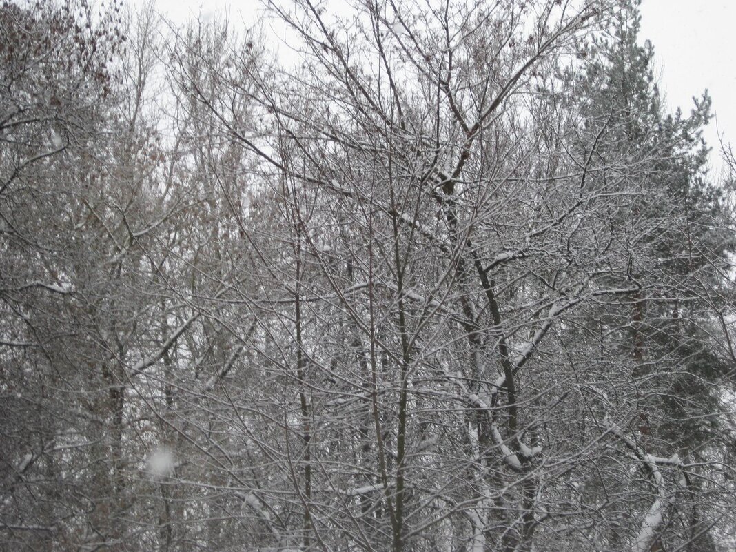 В зимнем парке - Дмитрий Никитин