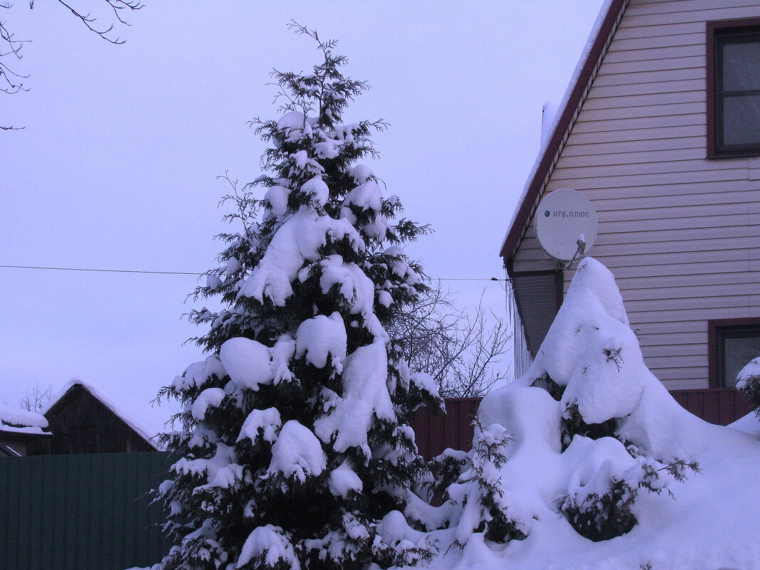 Засыпало туи - Людмила Смородинская