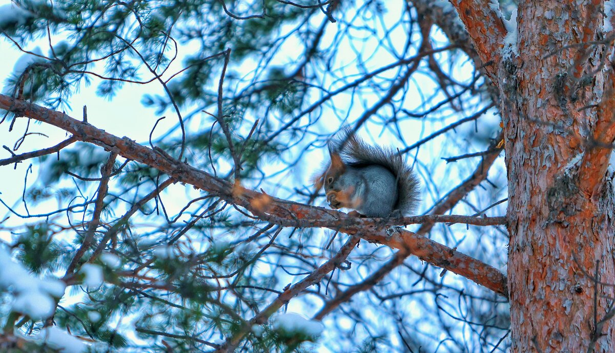 В лесу - Андрей C