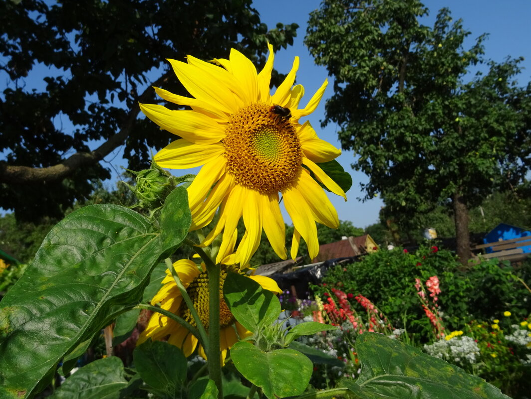 Подсолнух - PRP 