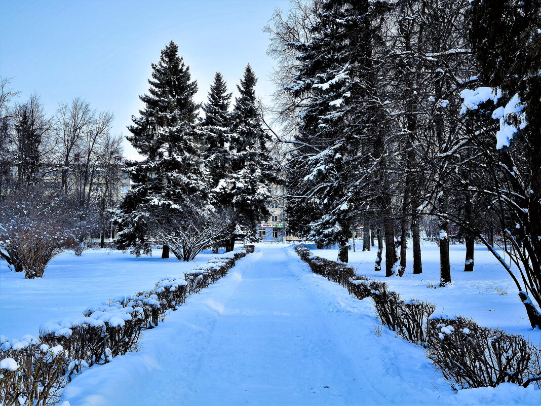 Чебоксары. Аллея сквера им. В.И. Чапаева зимой. - Пётр Чернега