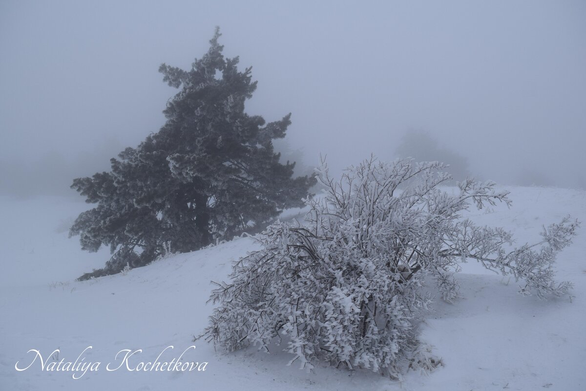 Природа Крыма - Amazing Cosmea