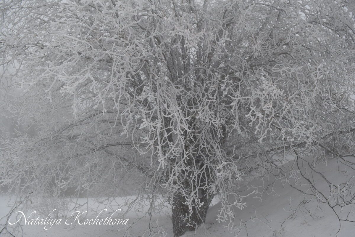 Природа Крыма - Amazing Cosmea