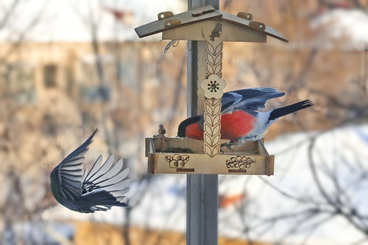 Синичкин обморок. - Татьяна Бравая