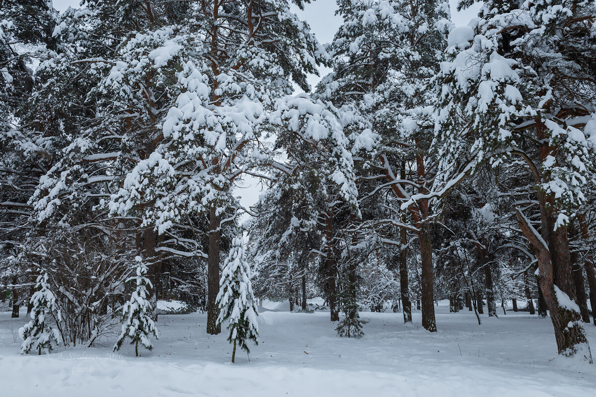 Снежная природа - Александр Синдерёв