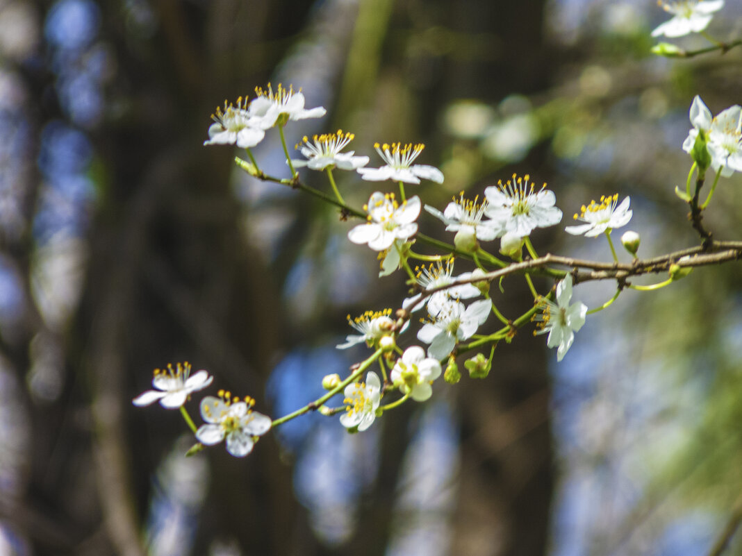 Будем  ждать  весну - Валентин Семчишин