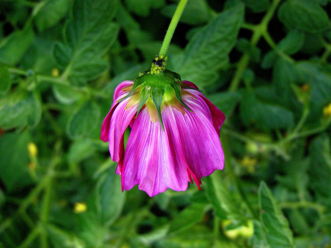 Космея. - nadyasilyuk Вознюк