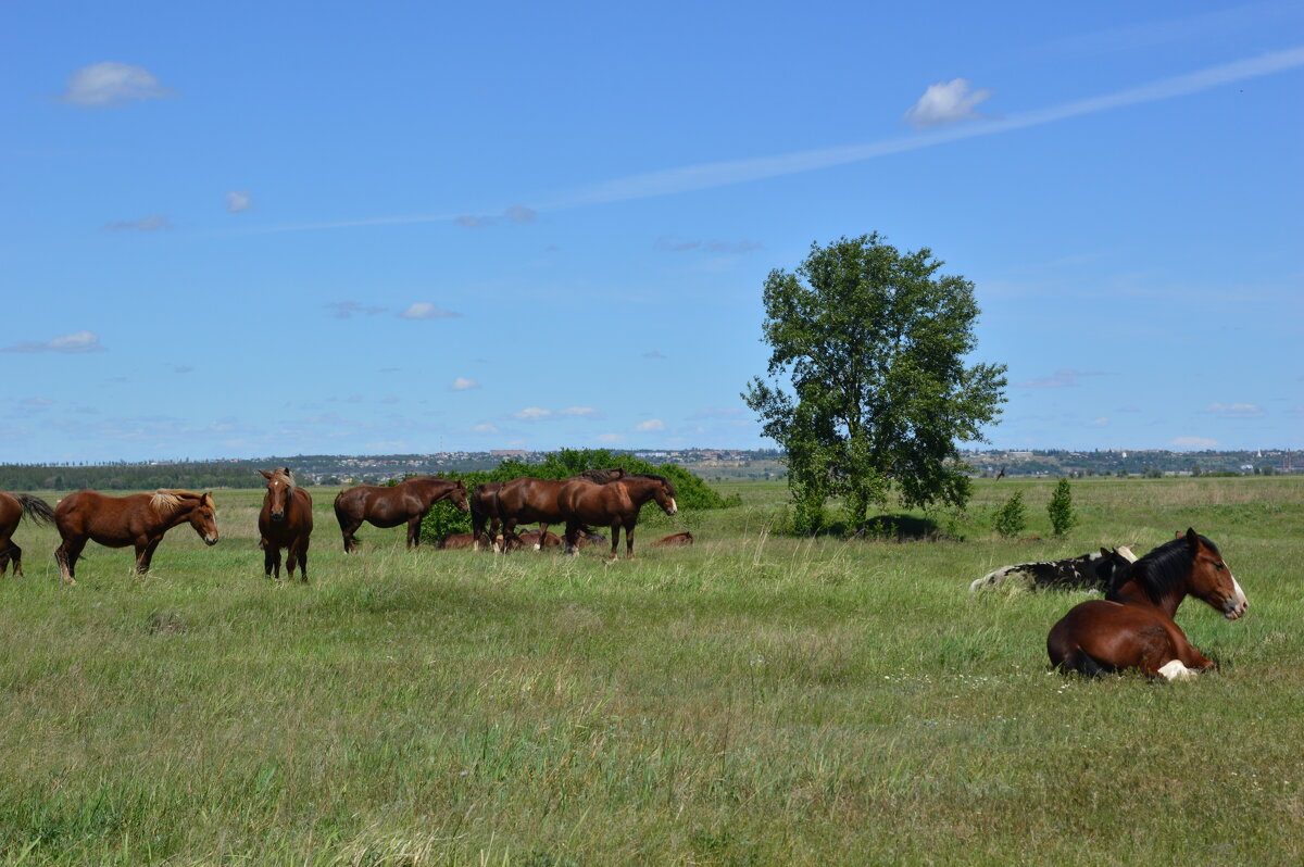 В степях донских. - Виктор 