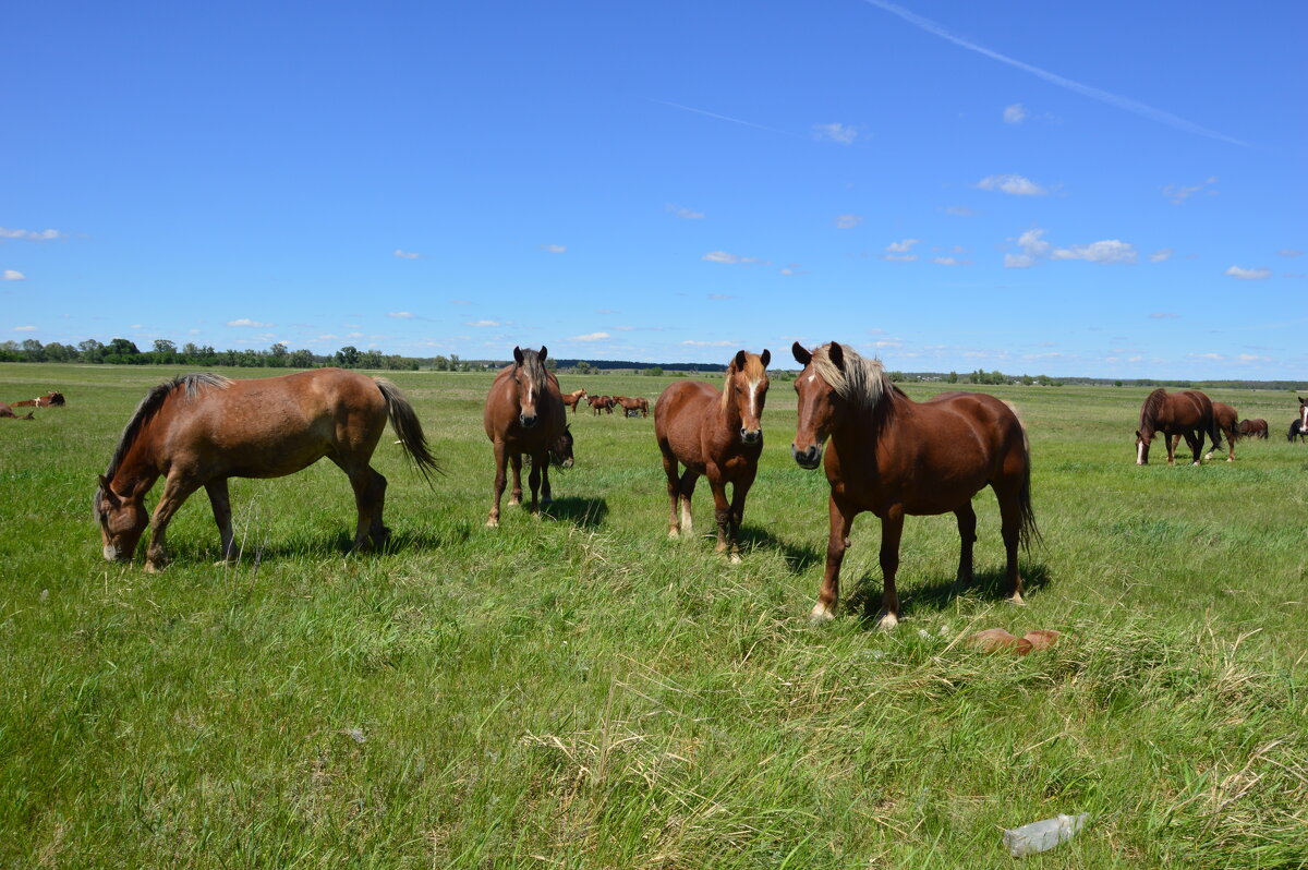 Донские виды. - Виктор 