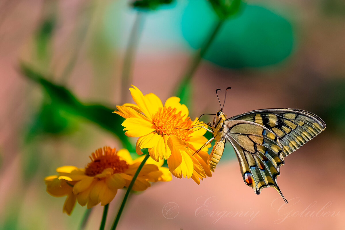 Махаон. - Евгений Голубев