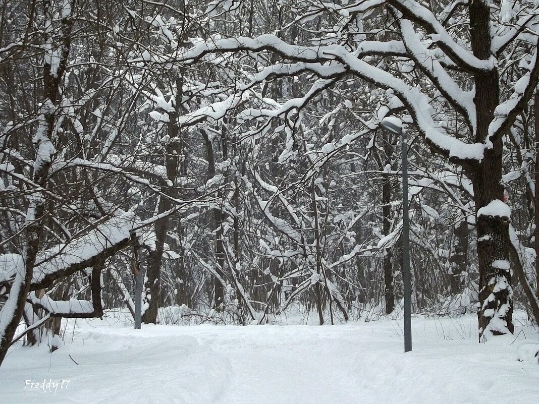 Зима - Freddy 97