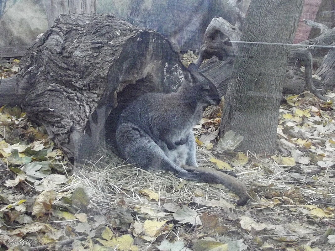 Кенгуру - Freddy 97