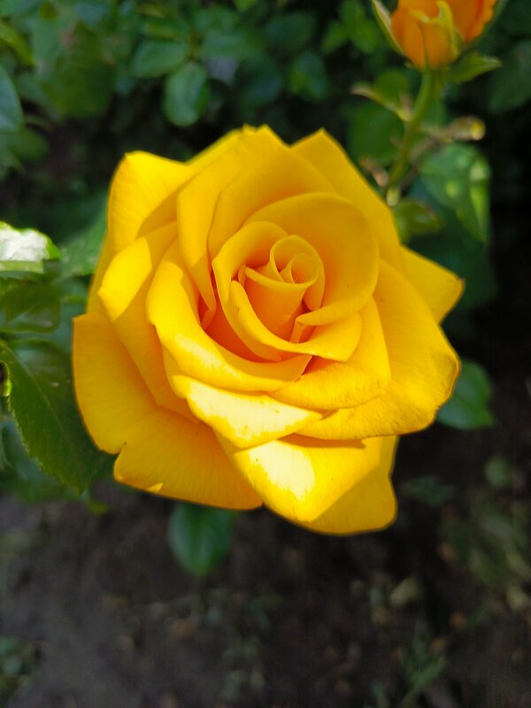 Роза желтая - Татьяна Пальчикова