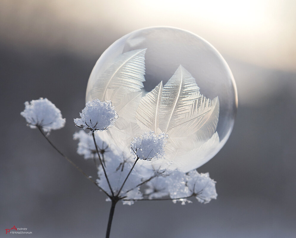 Пузырь - Андрей Пристяжнюк