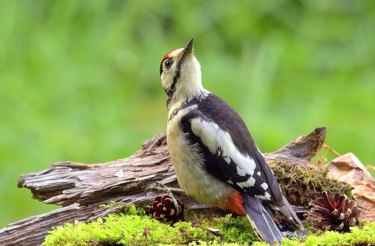 Молодой - Вячеслав Минаев
