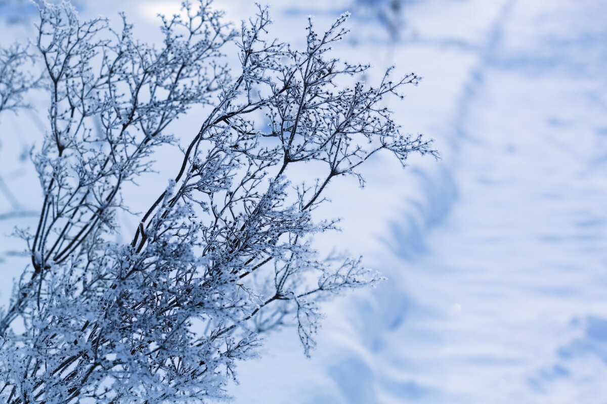 неизвестный мне сухостой - Артём 