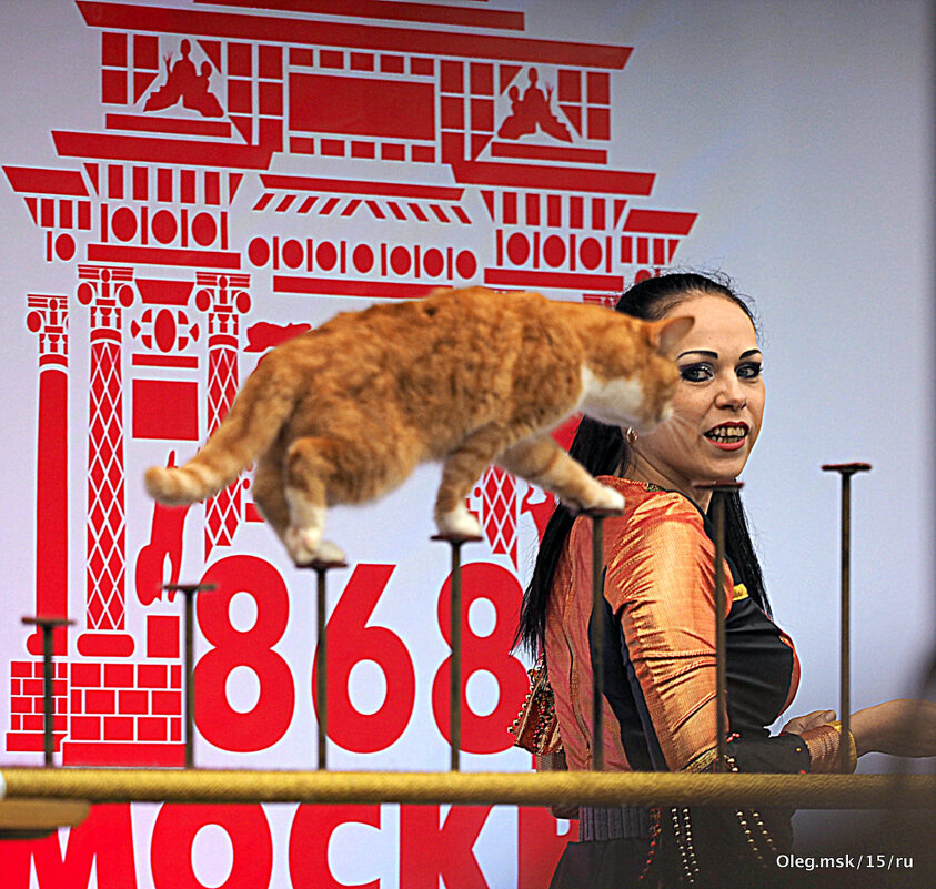 кошки артисты - Олег Лукьянов