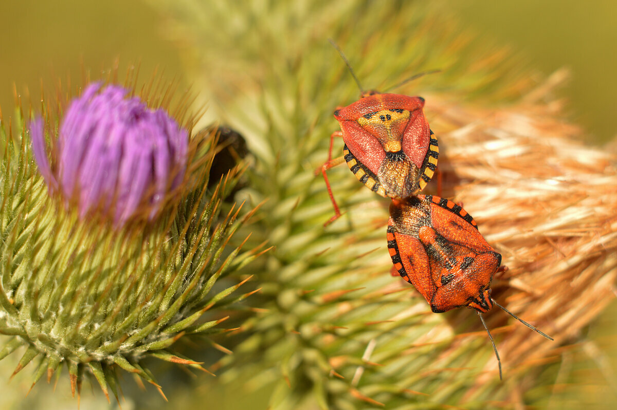 СВИДАНИЕ...летние зарисовки... - Надежда Куркина 