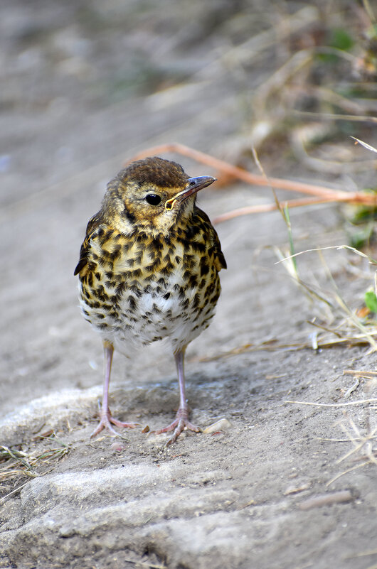 Птенец певчего дрозда - Nina Streapan