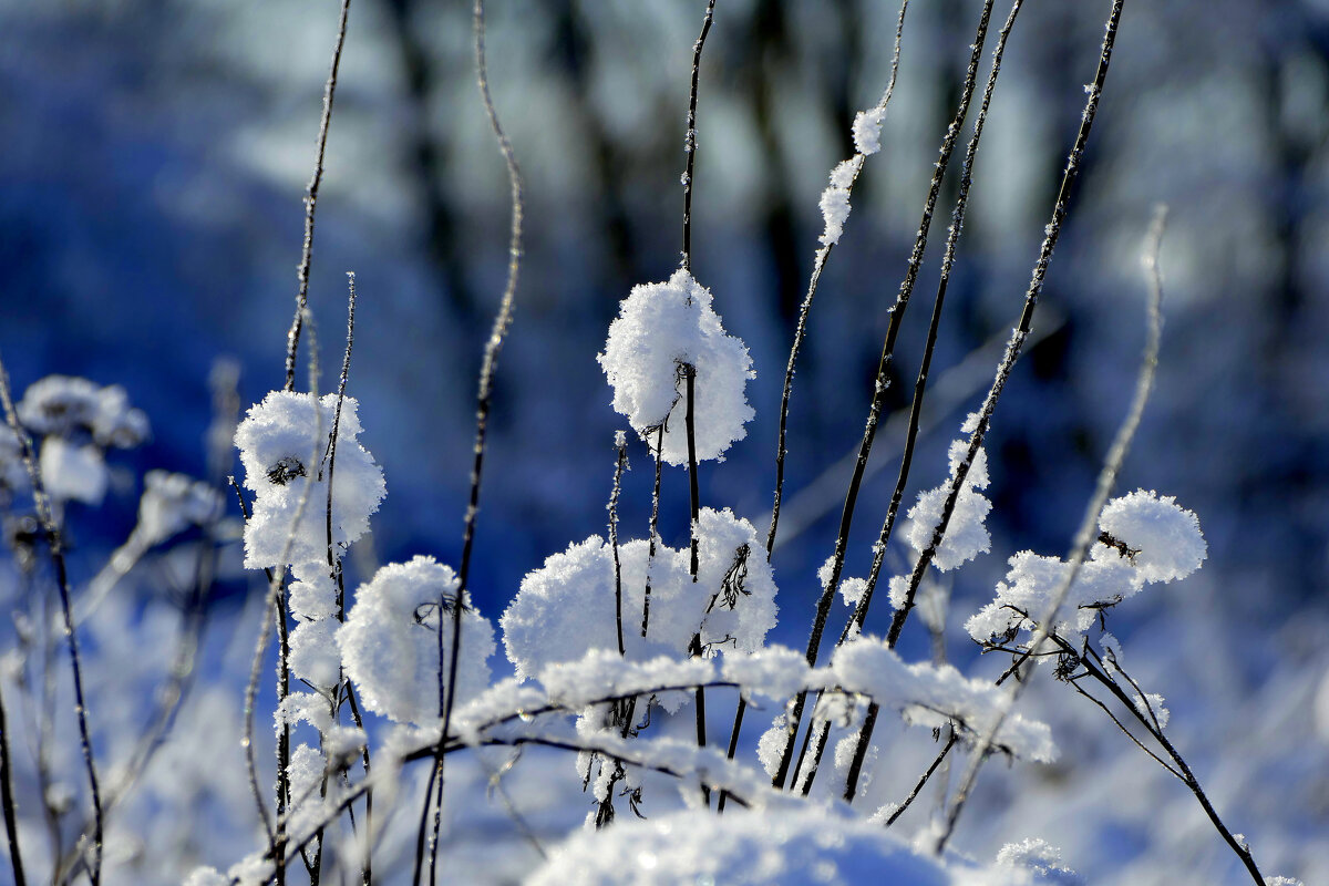 картинки января 26г. 4 - Александр Прокудин