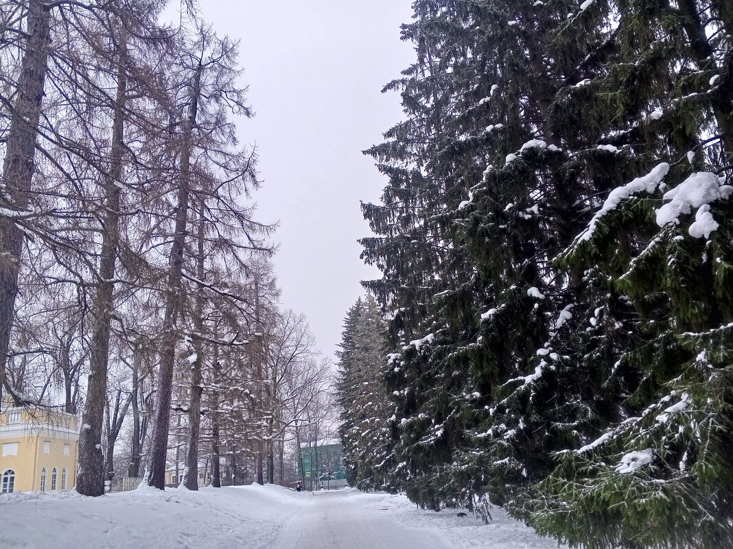 Зима - Сапсан 