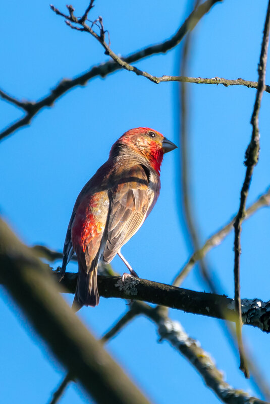 Чечевица - Владимир Лазарев