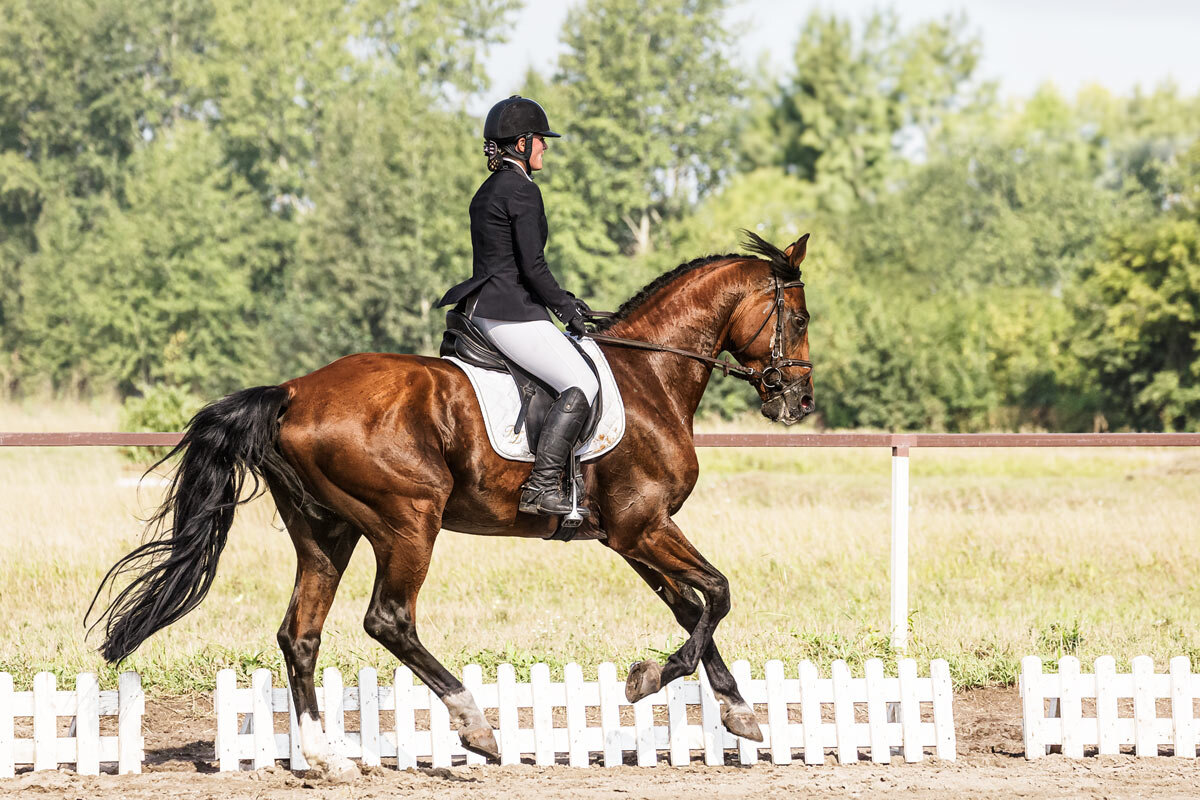 Выездка - SanSan 