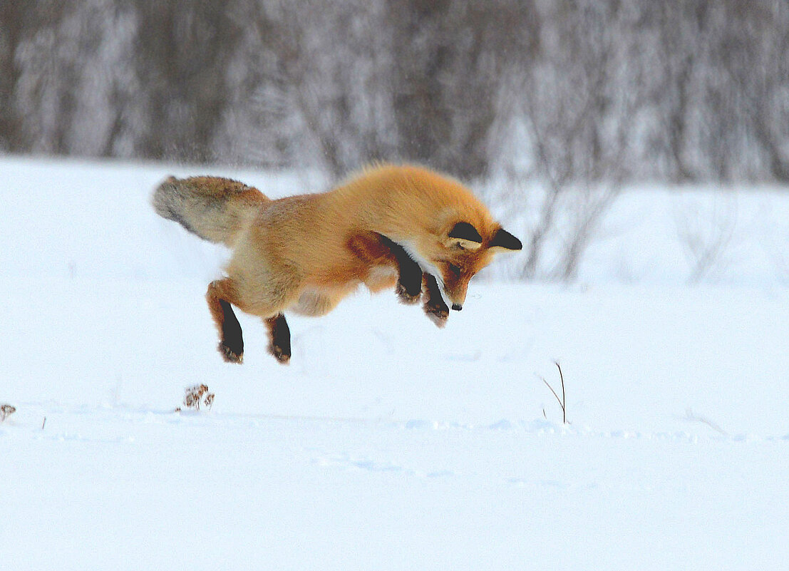 Повезет ли в этот раз? - Михаил Белоусов