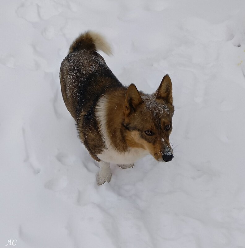 *** - Любовь Сахарова