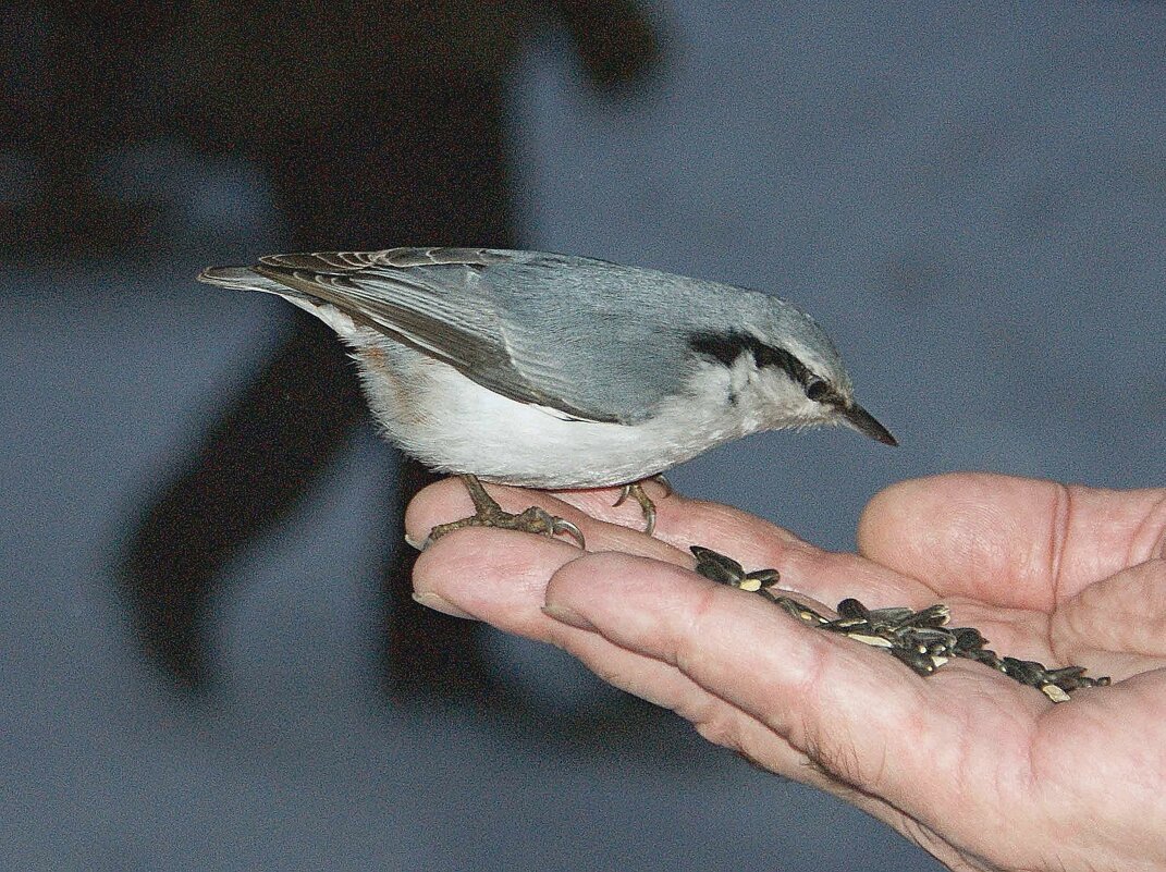 Поползень - Галина Нестратова