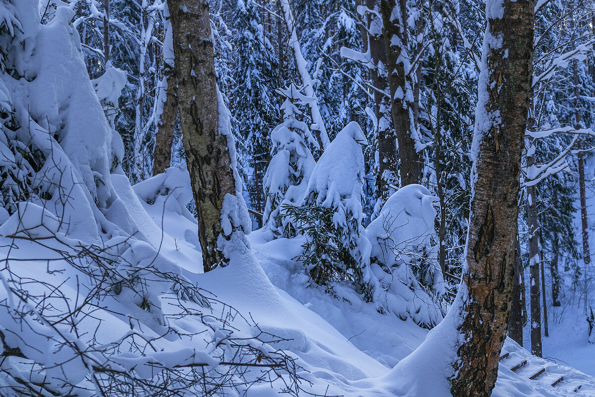 Елочки под снегом - Сергей Цветков