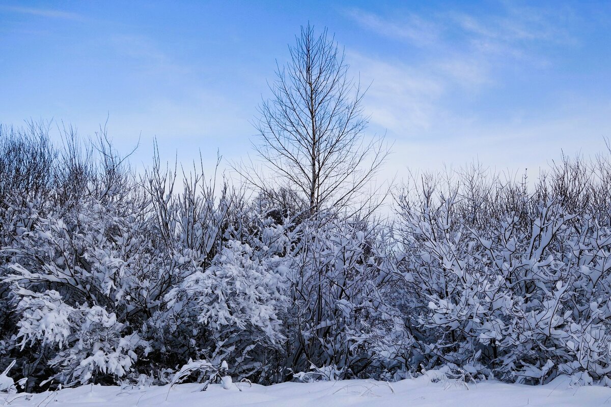 Зимние зарисовки - Рита Симонова