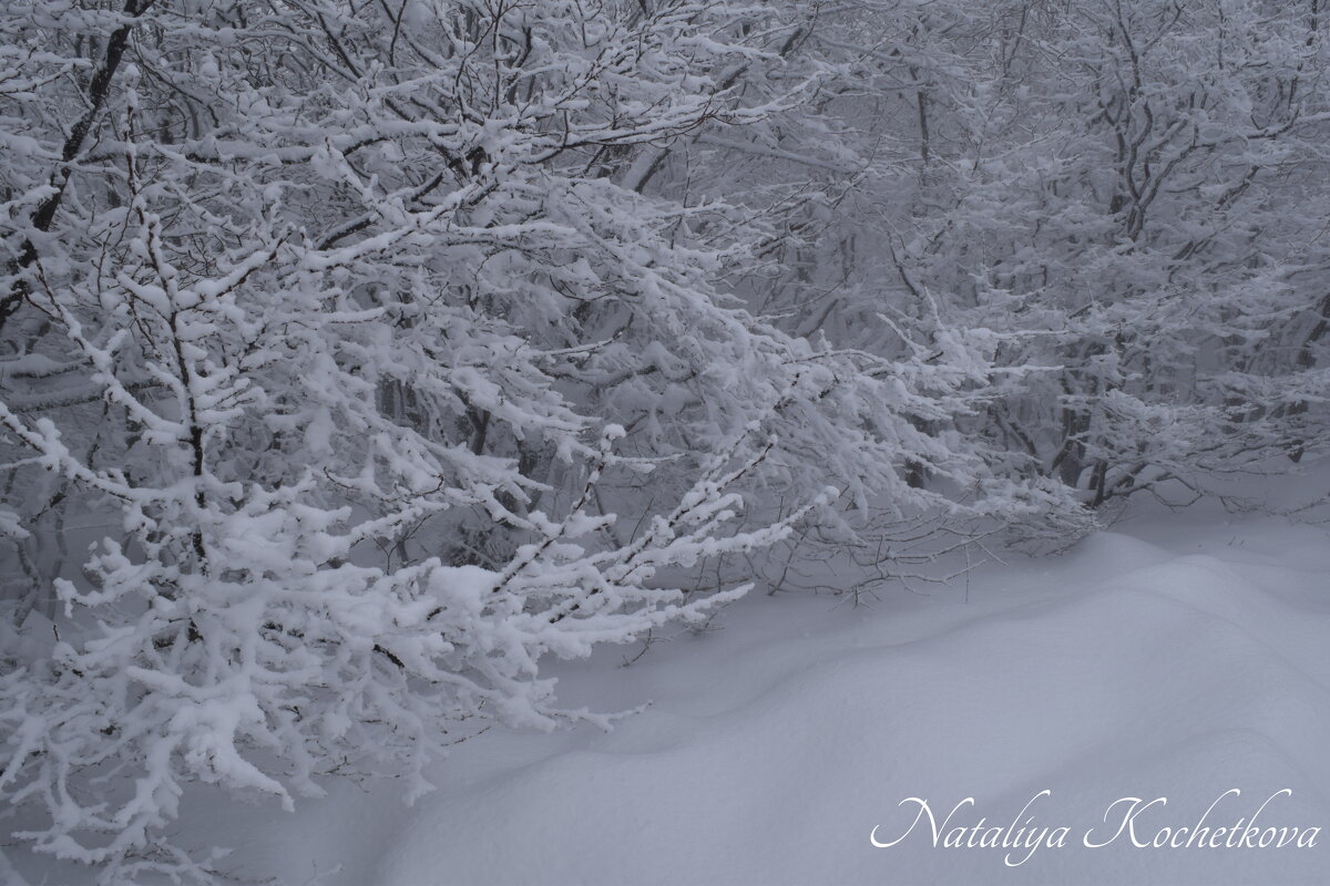 Природа Крыма - Amazing Cosmea